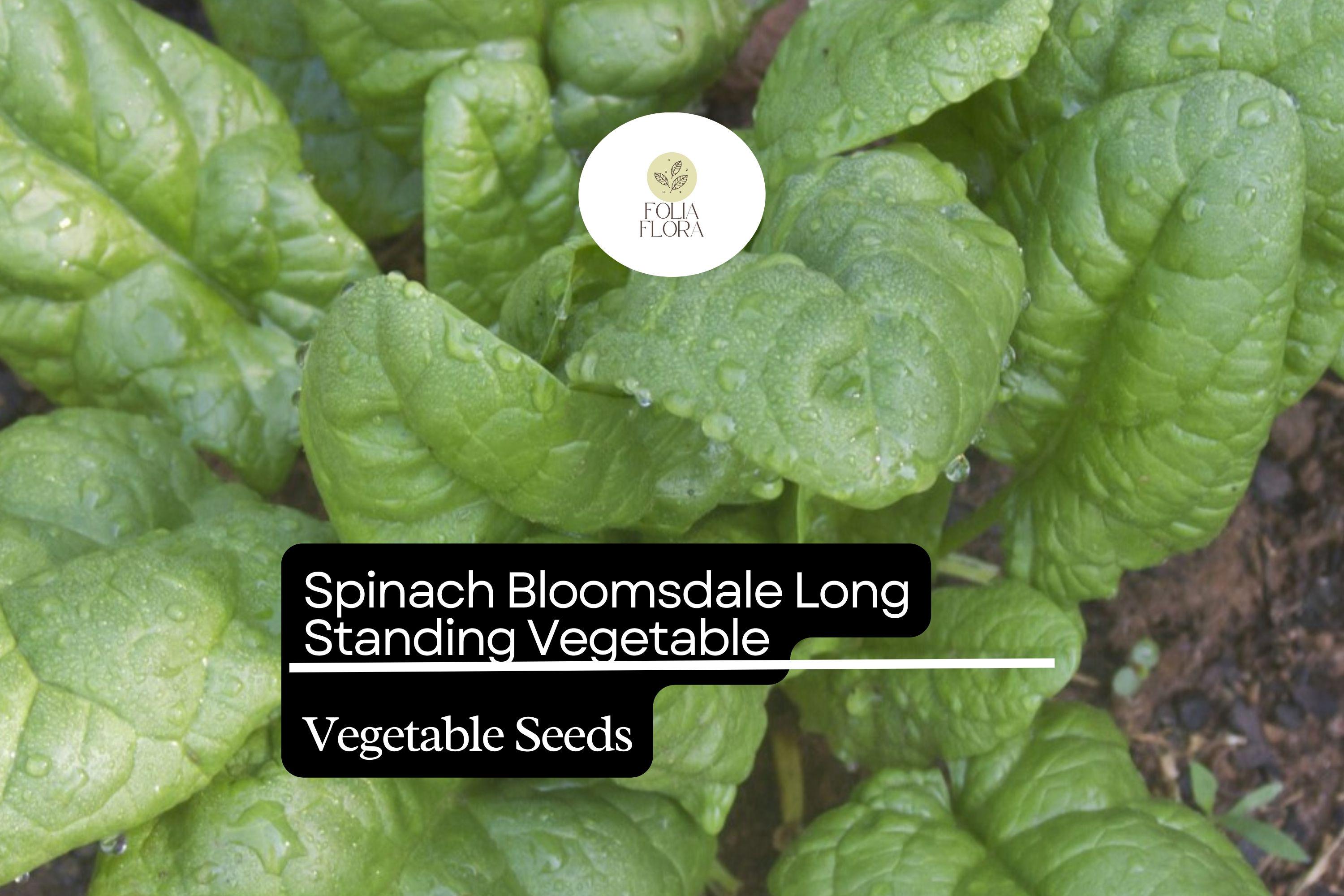 Spinach Bloomsdale Long Standing Seeds (1g) | Heirloom, Non-GMO
