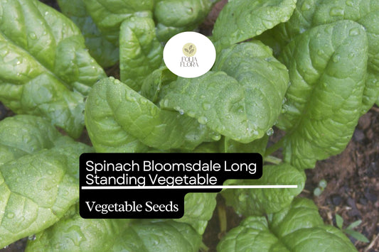 Spinach Bloomsdale Long Standing Seeds (1g) | Heirloom, Non-GMO