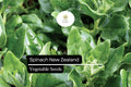 New Zealand Spinach Seeds | Heat-Tolerant, Non-GMO (1g)