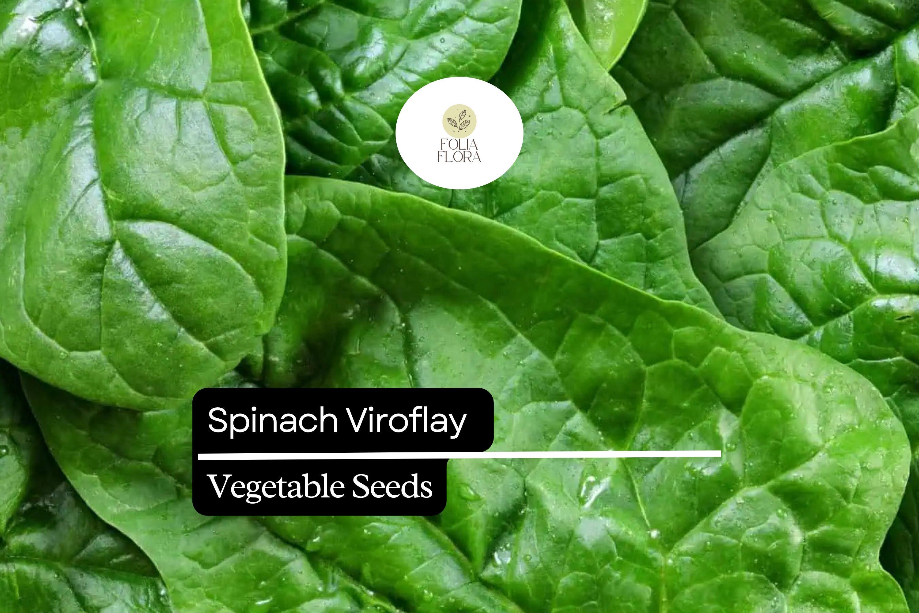 Spinach Viroflay Seeds | Heirloom, Giant Leaf, Fast-Growing