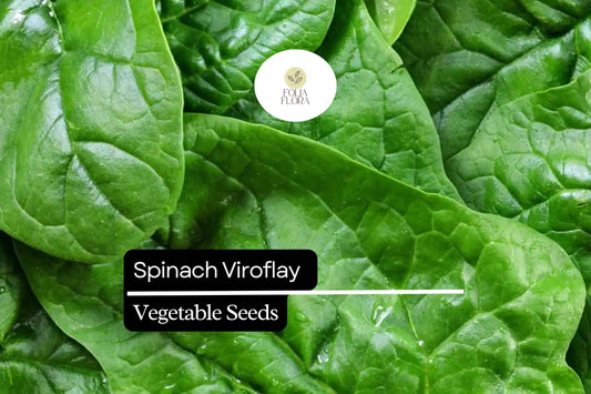 Spinach Viroflay Seeds | Heirloom, Giant Leaf, Fast-Growing