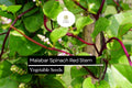 Malabar Spinach Seeds | Red Stem, Heat-Tolerant, Climbing (500mg)