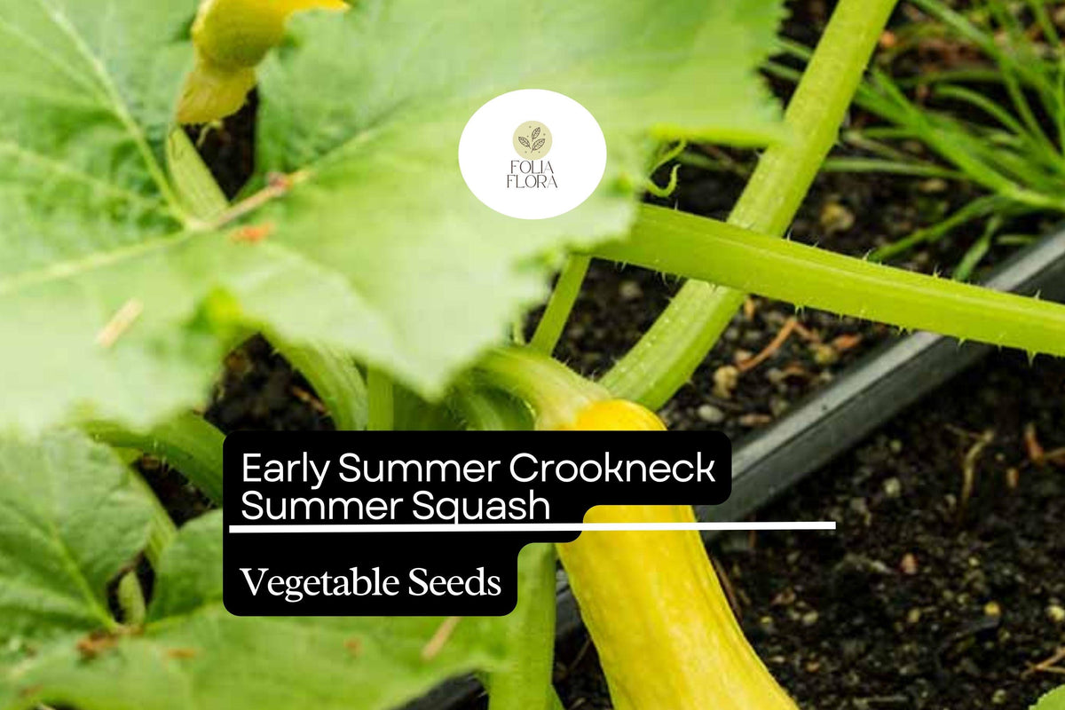 10 Seeds Early Summer Crookneck Squash Cucurbita pepo | Non-GMO, High-Yield, Easy-Grow, Yellow Summer Vegetable