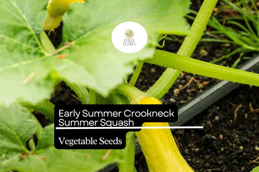 10 Seeds Early Summer Crookneck Squash Cucurbita pepo | Non-GMO, High-Yield, Easy-Grow, Yellow Summer Vegetable