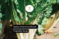 Swiss Chard Fordhook Seeds | Heirloom Beta Vulgaris, 1g
