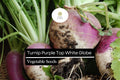Turnip Purple Top White Globe Seeds | Heirloom, Non-GMO (1g)