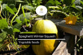 Spaghetti Winter Squash Seeds | Non-GMO Heirloom Variety