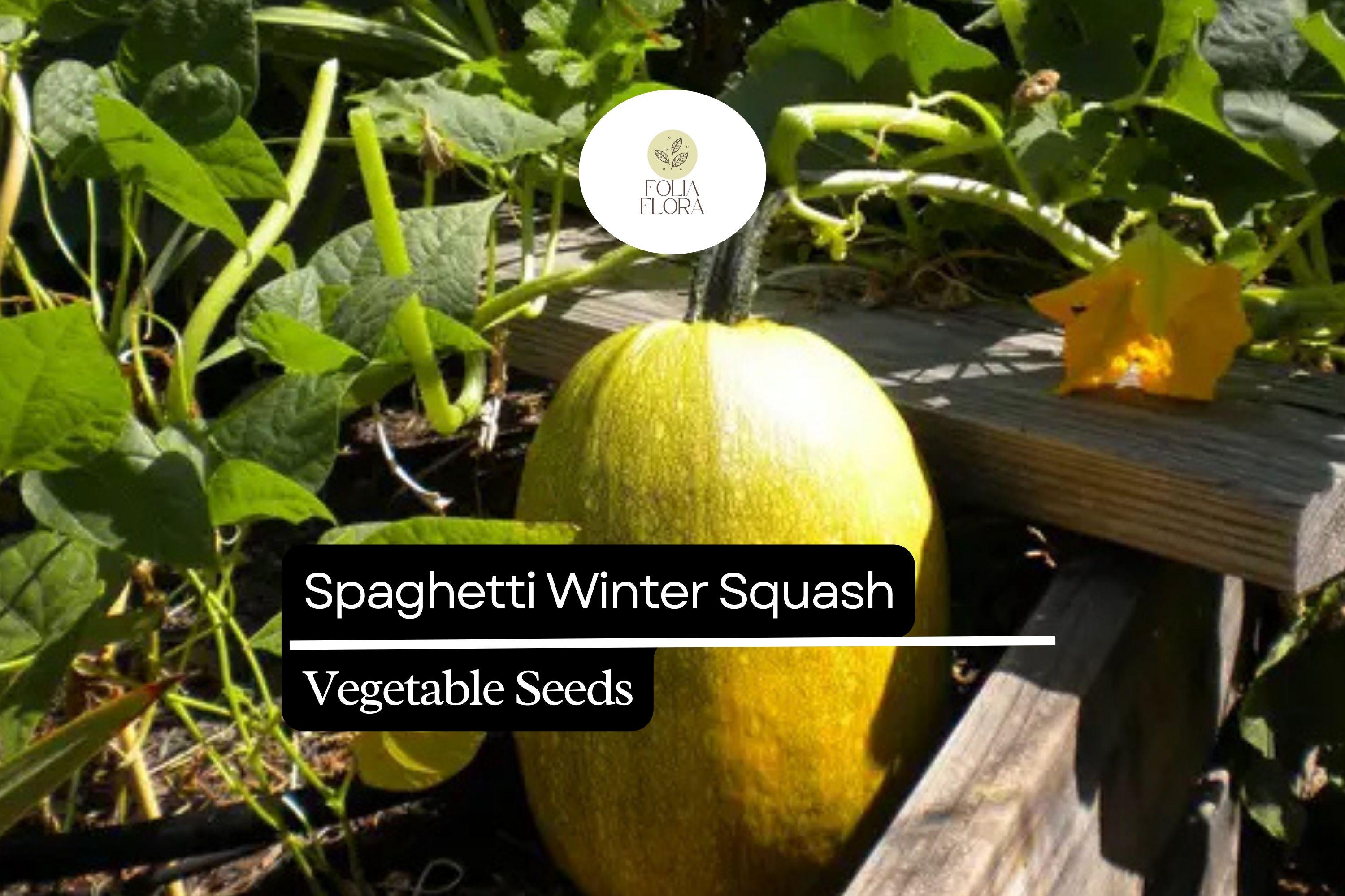 Spaghetti Winter Squash Seeds | Non-GMO Heirloom Variety