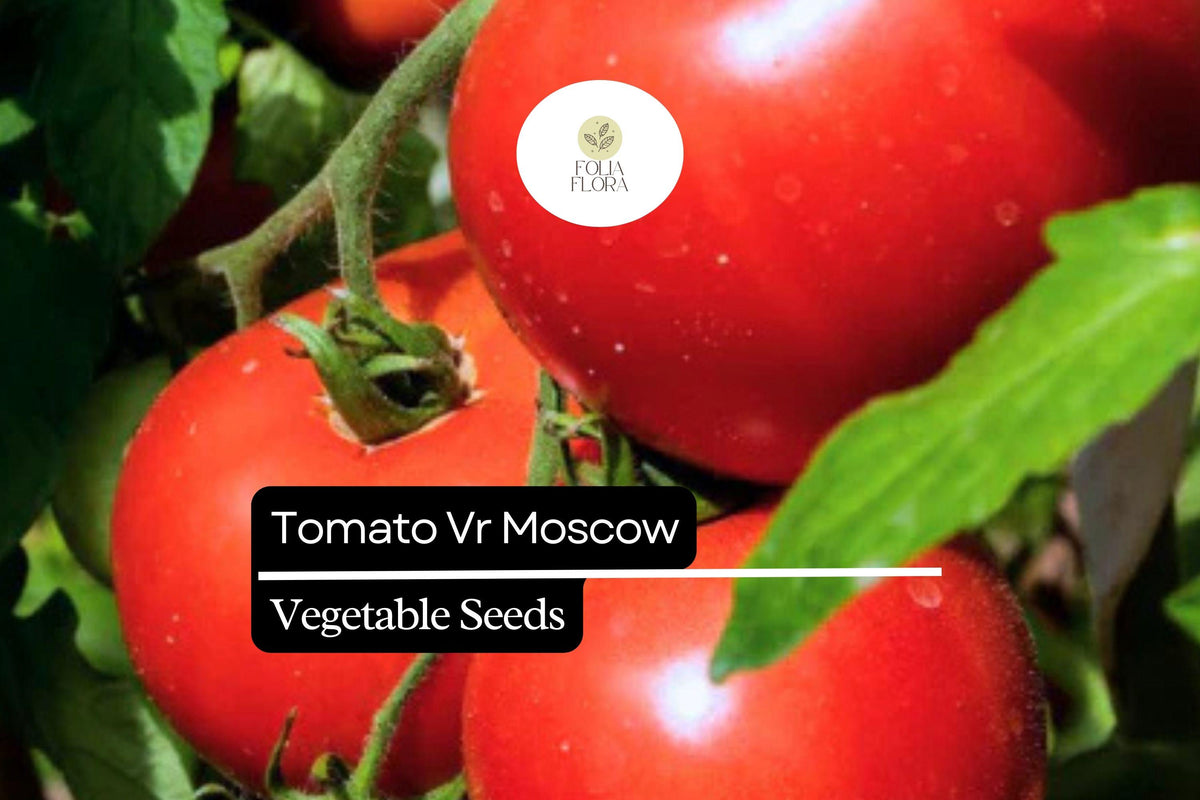 VR Moscow Tomato Seeds (100mg) | Heirloom, Sweet, Disease-Resistant