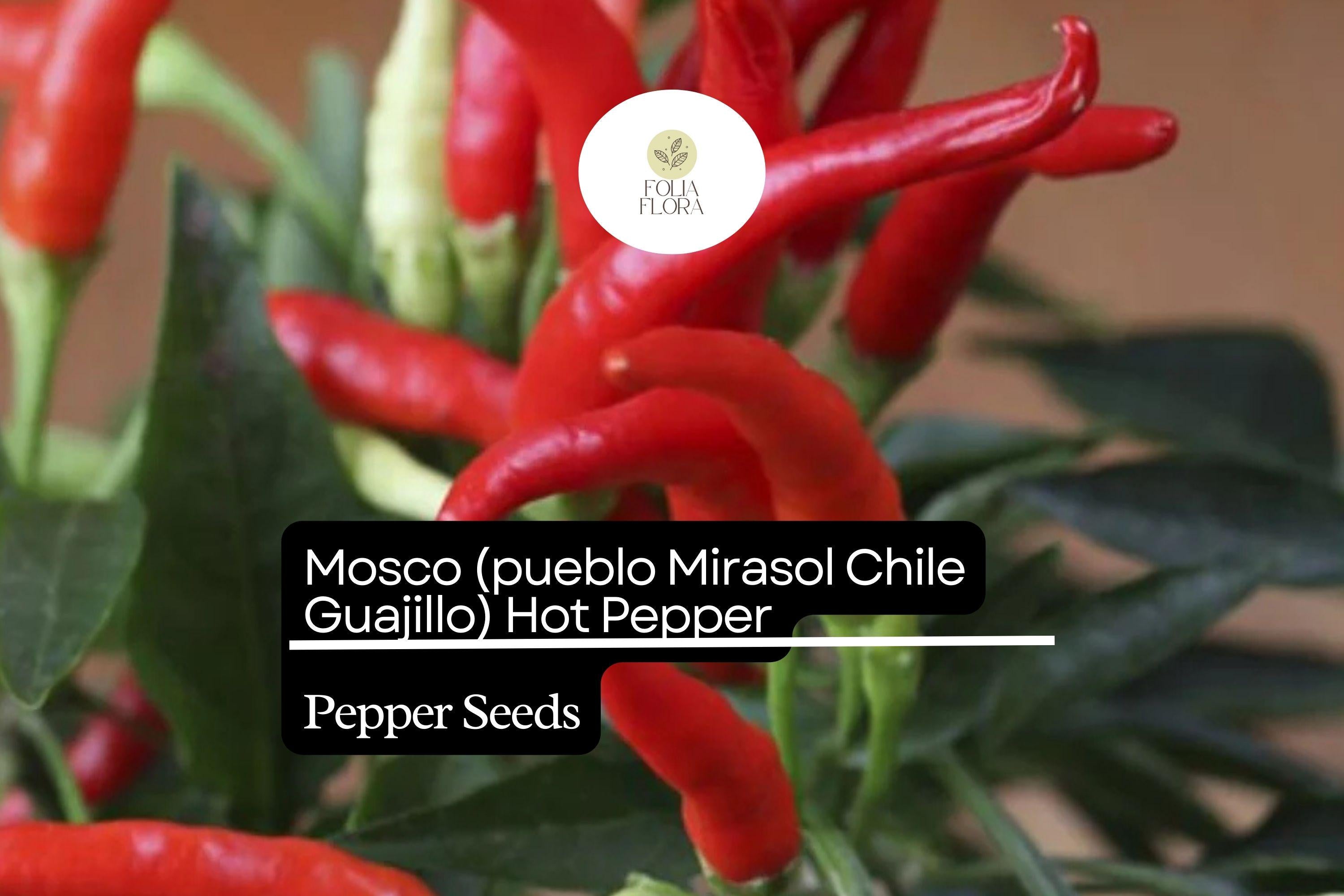 Mosco Pueblo Mirasol Chile Seeds | Guajillo Hot Pepper, Non-GMO