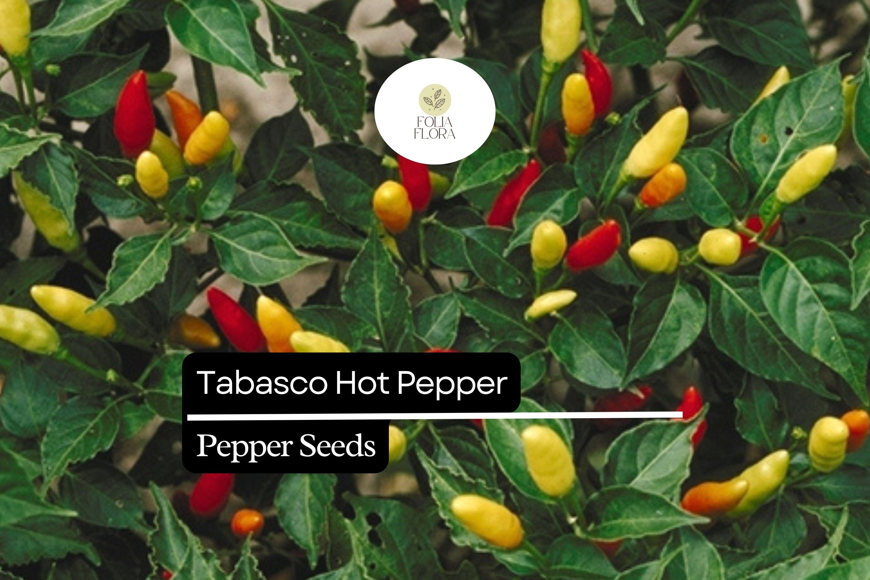 Tabasco Hot Pepper Seeds, Medium-Hot, Non-GMO, Capsicum frutescens, 250mg Packet