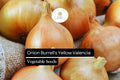 Burrell's Yellow Valencia Onion Seeds | Non-GMO Allium cepa | Sweet Globe Bulb | Heirloom Vegetable Seeds