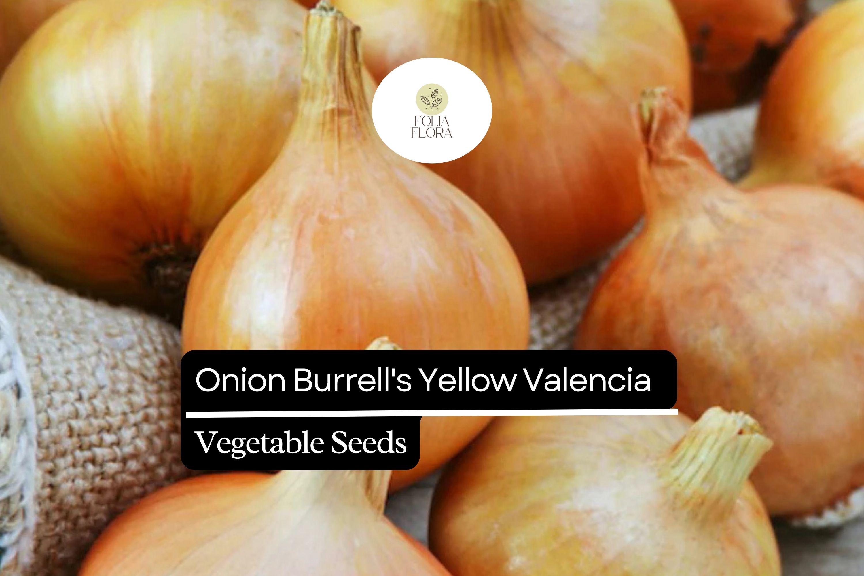 Burrell's Yellow Valencia Onion Seeds | Non-GMO Allium cepa | Sweet Globe Bulb | Heirloom Vegetable Seeds