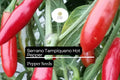 Serrano Tampiqueno Hot Pepper Seeds | Spicy Capsicum Annuum