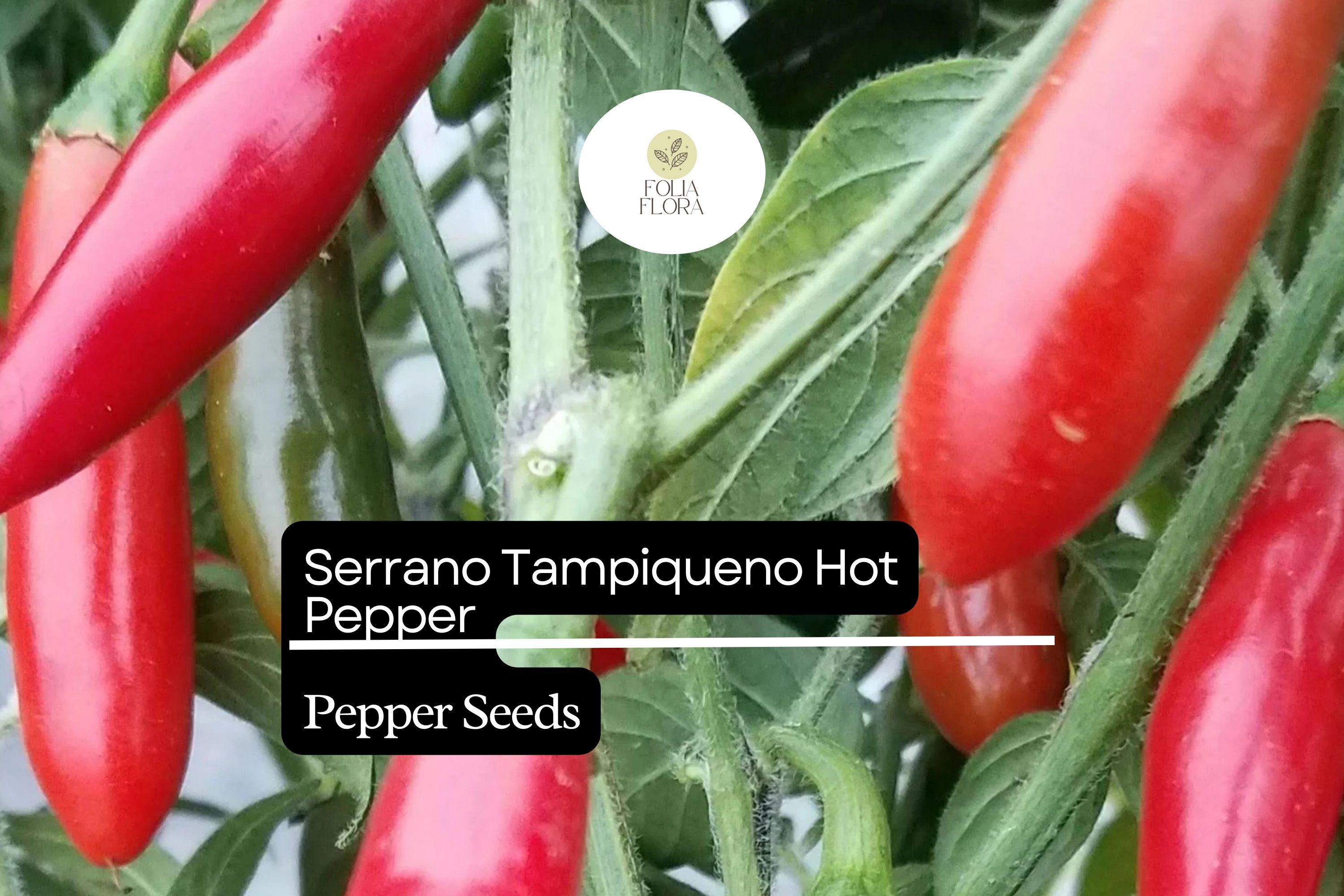 Serrano Tampiqueno Hot Pepper Seeds | Spicy Capsicum Annuum
