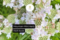 30mg Mountain Mint Herb Seeds | Pycnanthemum spp. Aromatic Perennial | Pollinator-Friendly & Medicinal Herb