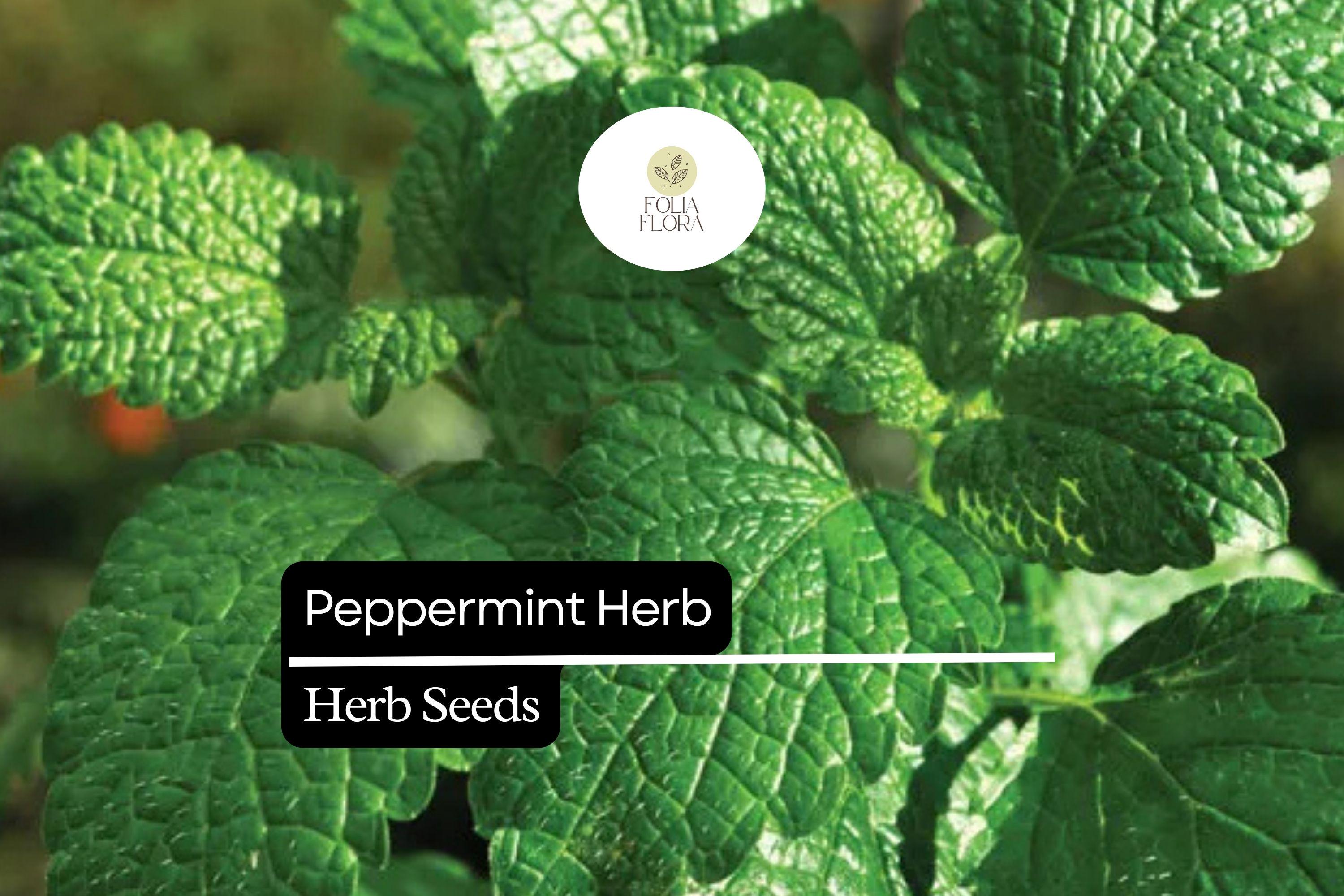 30mg Peppermint Herb Seeds | Mentha Ã— piperita Fresh Aromatic Mint | Culinary & Medicinal Garden Herb
