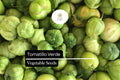 100mg Tomatillo Verde Seeds | Physalis ixocarpa Vegetable | Fresh Salsa Verde & Mexican Cuisine Essential