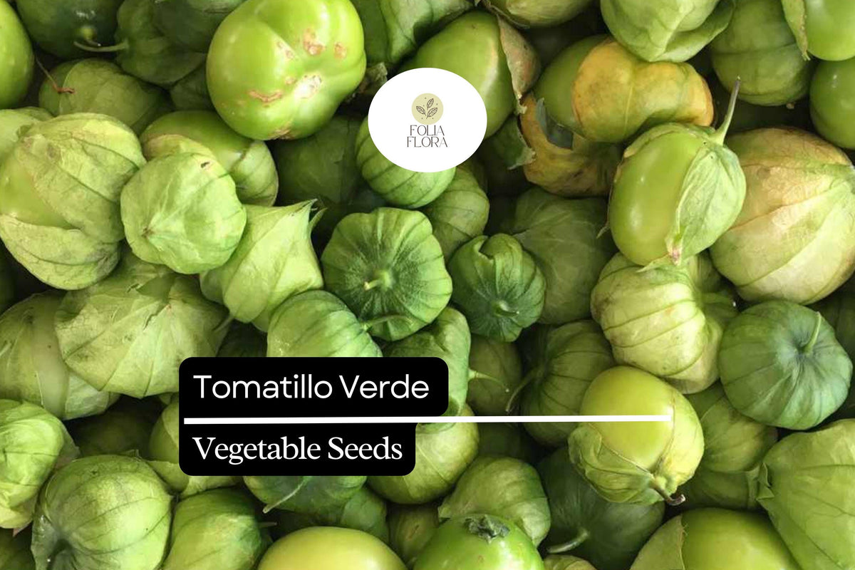 100mg Tomatillo Verde Seeds | Physalis ixocarpa Vegetable | Fresh Salsa Verde & Mexican Cuisine Essential