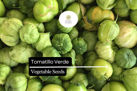 100mg Tomatillo Verde Seeds | Physalis ixocarpa Vegetable | Fresh Salsa Verde & Mexican Cuisine Essential
