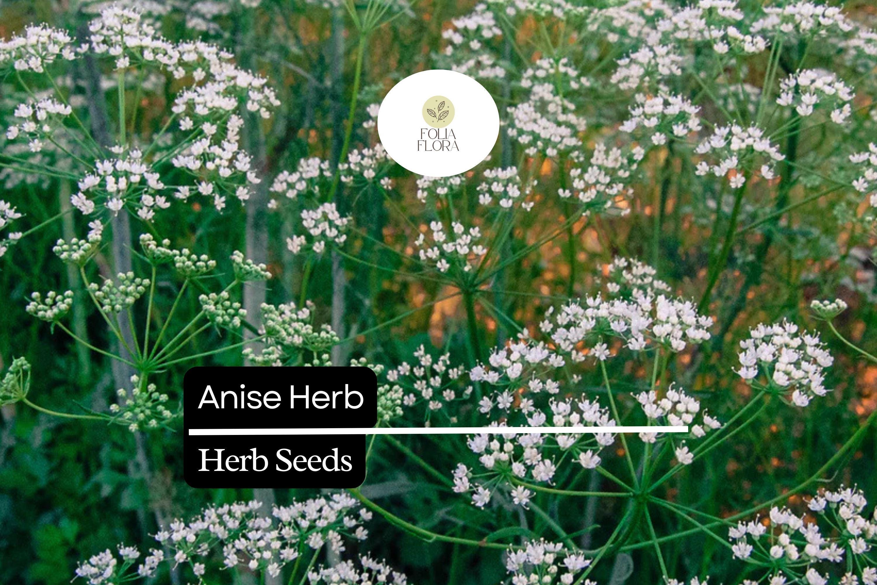 250mg Anise Herb Seeds | Pimpinella anisum | Culinary Herb for Flavorful Teas and Baked Goods