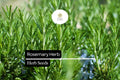 100mg Rosemary Seeds | Rosmarinus officinalis | Culinary Herb for Cooking, Aromatherapy, and Gardens