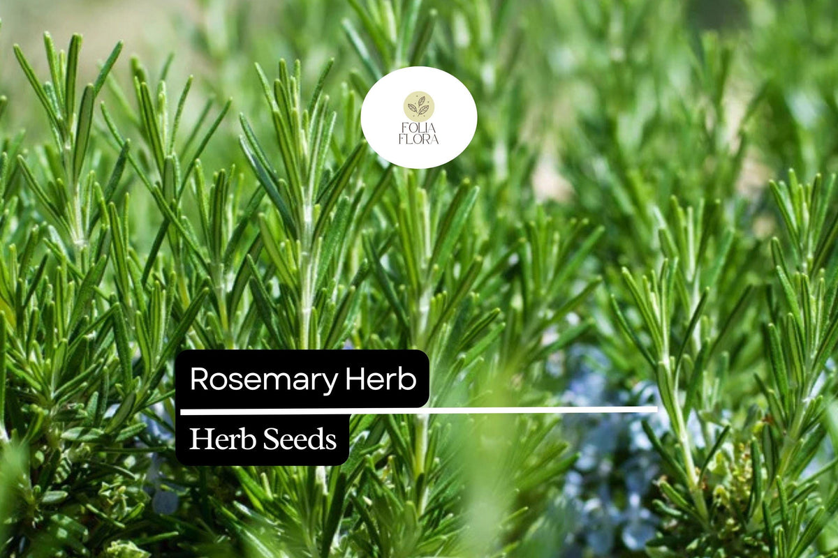 100mg Rosemary Seeds | Rosmarinus officinalis | Culinary Herb for Cooking, Aromatherapy, and Gardens