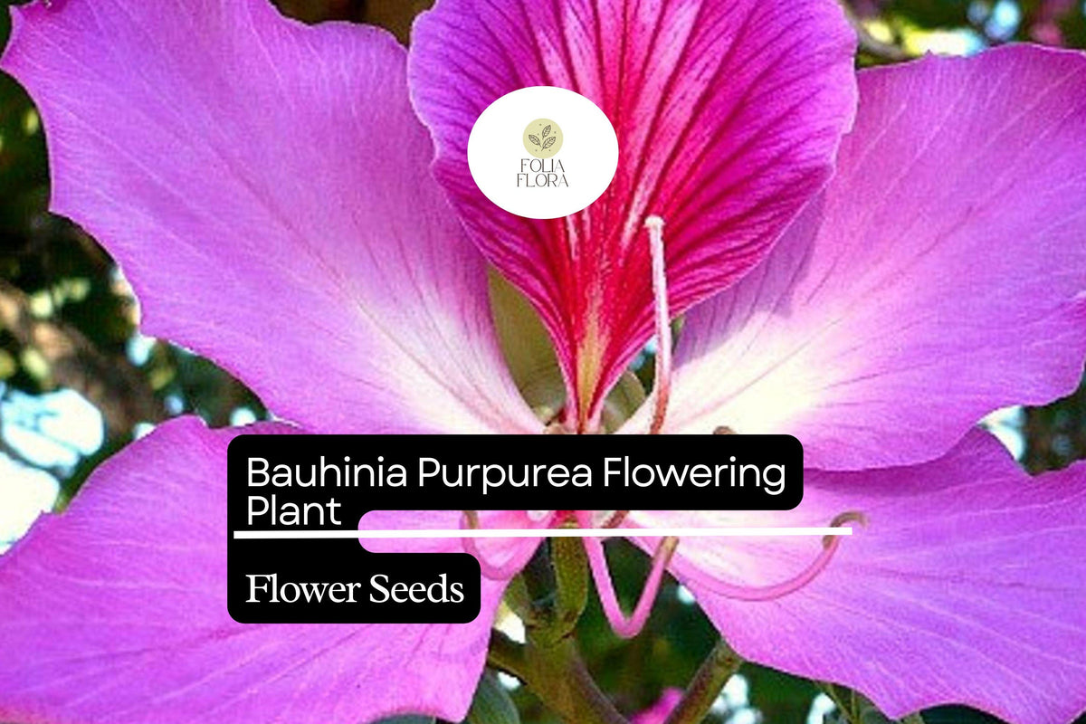 10 Bauhinia Purpurea Seeds | Purple Orchid Tree Flowering Plant | Exotic Ornamental Tree for Gardens