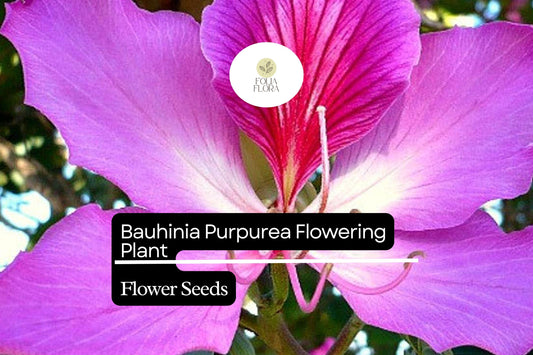 10 Bauhinia Purpurea Seeds | Purple Orchid Tree Flowering Plant | Exotic Ornamental Tree for Gardens