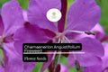30mg Fireweed Seeds | Chamaenerion angustifolium | Vibrant Wildflower for Gardens & Meadows