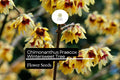 10 Seeds Chimonanthus Praecox Wintersweet Tree | Fragrant Heirloom Shrub | Hardy, Ornamental & Winter-Blooming