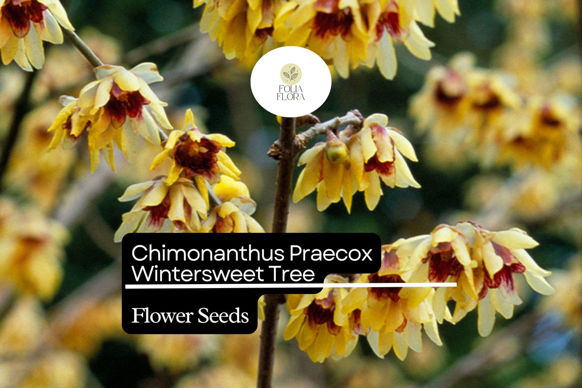 10 Seeds Chimonanthus Praecox Wintersweet Tree | Fragrant Heirloom Shrub | Hardy, Ornamental & Winter-Blooming