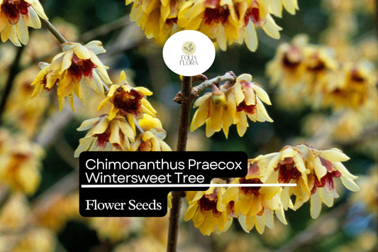 10 Seeds Chimonanthus Praecox Wintersweet Tree | Fragrant Heirloom Shrub | Hardy, Ornamental & Winter-Blooming