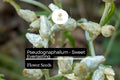 30mg Pseudognaphalium - Sweet Everlasting, Dried Flower Favorite, Perennial Wildflower