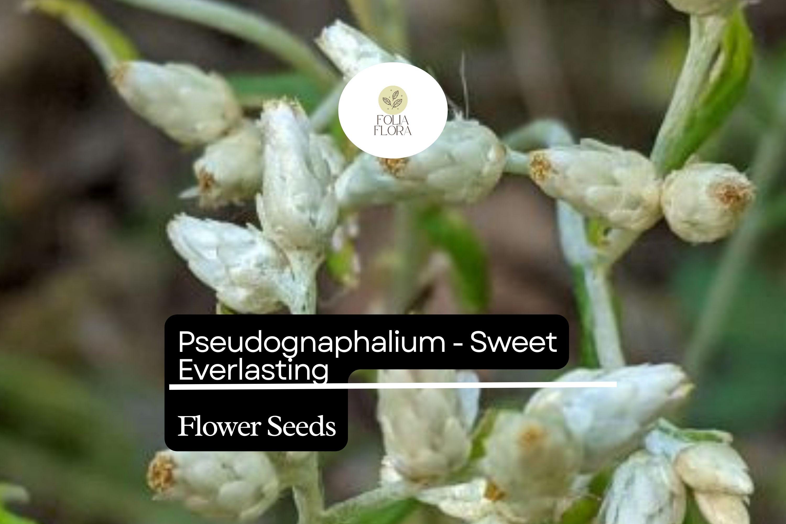 30mg Pseudognaphalium - Sweet Everlasting, Dried Flower Favorite, Perennial Wildflower