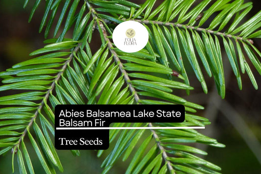 Balsam Fir Seeds (Abies balsamea) | Fragrant Evergreen Conifer