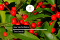 250mg Ilex Verticillata, Winterberry Holly, Deciduous Shrub Seeds, Hardy Berry Plant