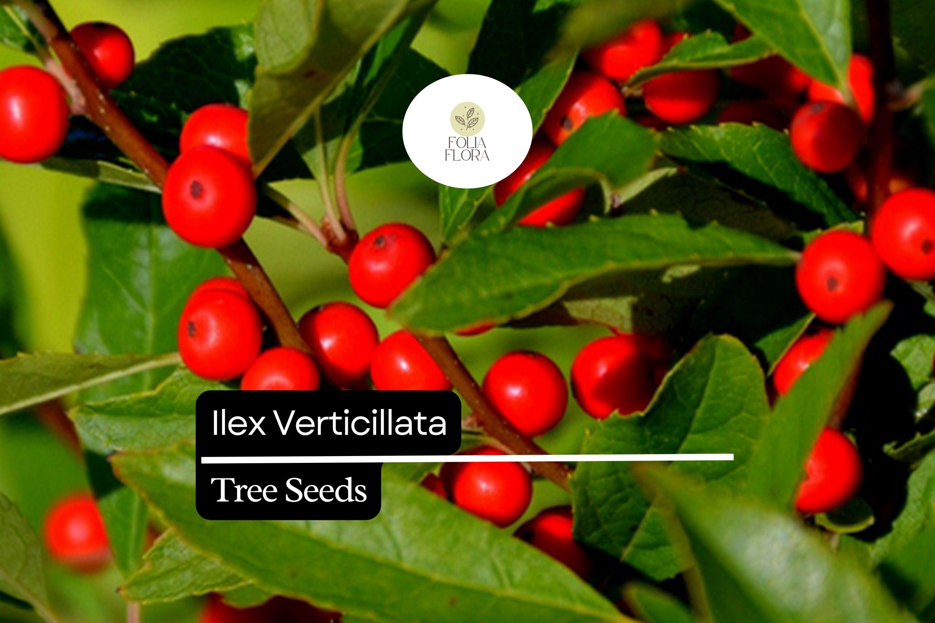250mg Ilex Verticillata, Winterberry Holly, Deciduous Shrub Seeds, Hardy Berry Plant