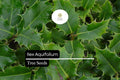 10 Seeds Ilex Aquifolium, English Holly, Evergreen Shrub with Red Berries