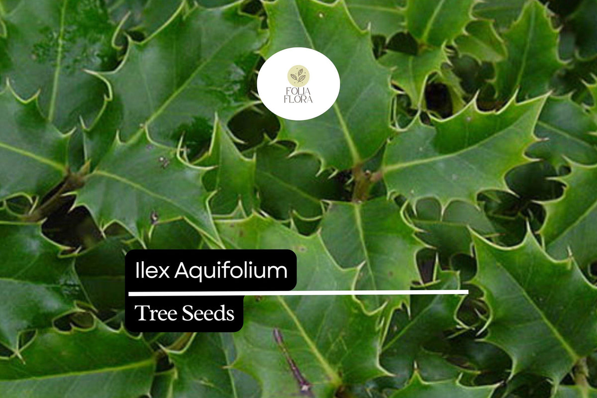 10 Seeds Ilex Aquifolium, English Holly, Evergreen Shrub with Red Berries