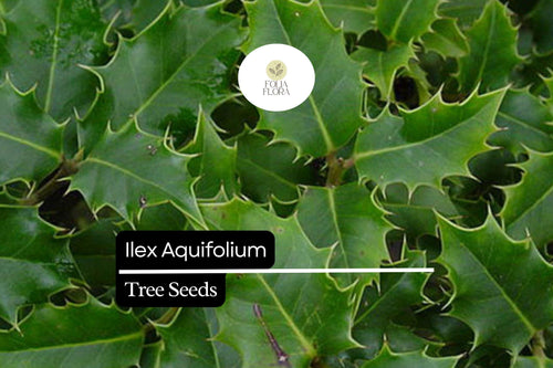 10 Seeds Ilex Aquifolium, English Holly, Evergreen Shrub with Red Berries