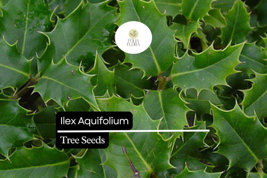 10 Seeds Ilex Aquifolium, English Holly, Evergreen Shrub with Red Berries