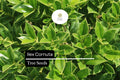 500mg Ilex Cornuta, Chinese Holly Seeds, Evergreen Shrub with Glossy Leaves