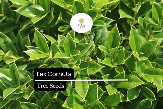 500mg Ilex Cornuta, Chinese Holly Seeds, Evergreen Shrub with Glossy Leaves