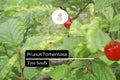 Nanking Cherry Shrub Seeds | Edible Berries, Ornamental Blooms (10pcs)