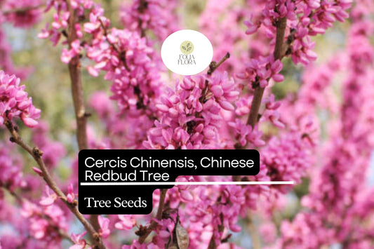 10 Chinese Redbud Tree Seeds, Cercis Chinensis, Pink Blooms