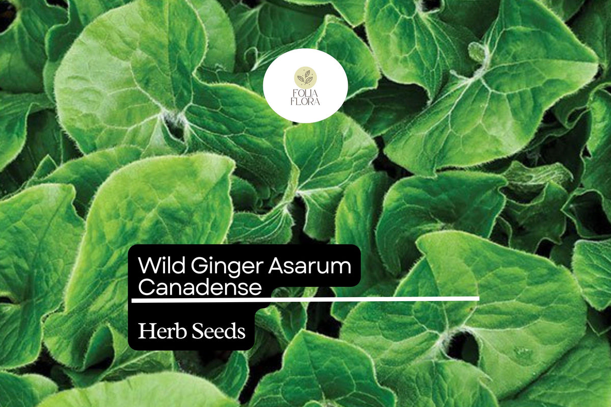 Wild Ginger Seeds 100mg | Asarum canadense | Shade-Loving Perennial Groundcover, Native Herb, Pollinator Friendly, Non-GMO