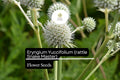 Rattlesnake Master Seeds 1g | Eryngium yuccifolium | Native Prairie Perennial, Pollinator Friendly, Unique Foliage, Non-GMO