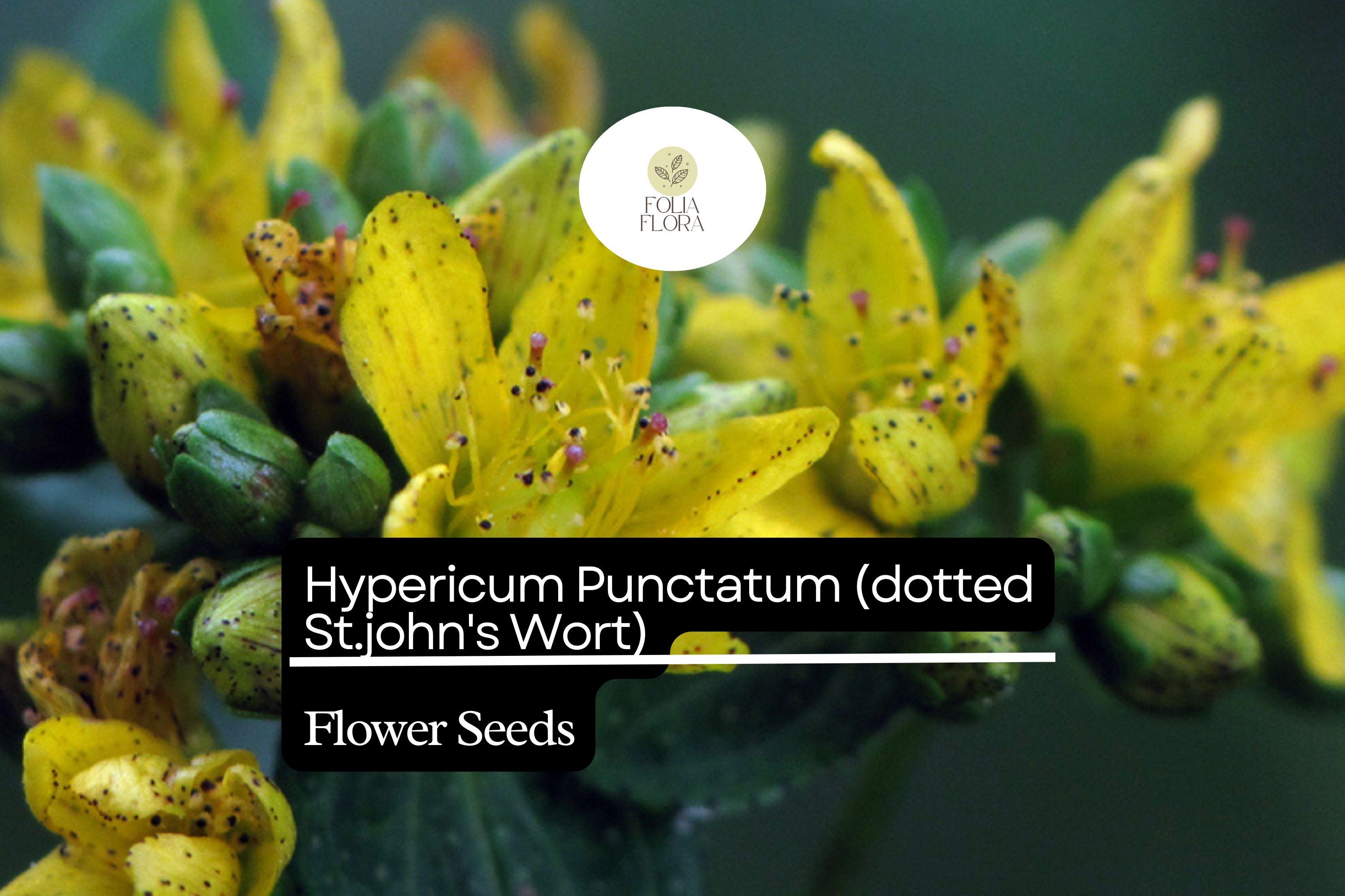 50mg Hypericum Punctatum Seeds, Dotted St. John's Wort, Native Wildflower for Pollinators