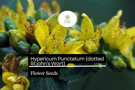 50mg Hypericum Punctatum Seeds, Dotted St. John's Wort, Native Wildflower for Pollinators